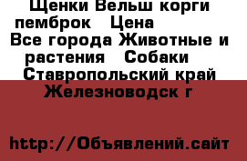 Щенки Вельш корги пемброк › Цена ­ 35 000 - Все города Животные и растения » Собаки   . Ставропольский край,Железноводск г.